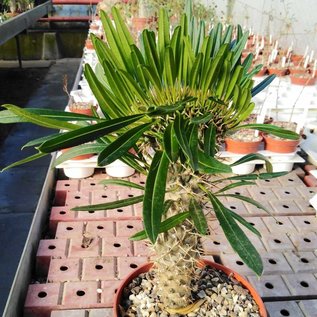 Pachypodium lamerei    gepfr. cristata