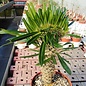 Pachypodium lamerei    gepfr. cristata