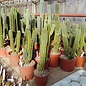 Trichocereus pachanoi