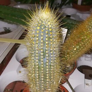 Micranthocereus estevesii