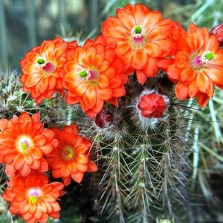 Echinocereus polyacanthus