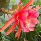 Epiphyllum-Hybr. Almrausch  PE 107