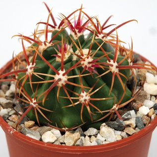 Ferocactus viridescens