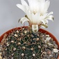 Gymnocalycium quehlianum  BOS 056 Campo Cocucci