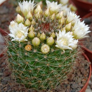 Mammillaria zeilmanniana v. albiflora