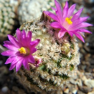 Mammillaria hernandezii