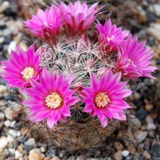 Mammillaria stampferi   El Saltillo, Durango, Mx