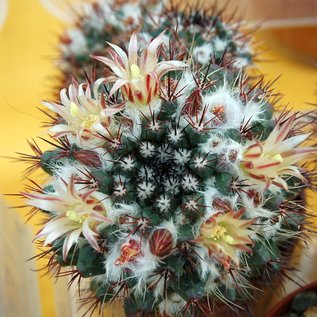 Mammillaria voburnensis