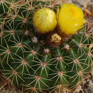 Parodia buenekeri