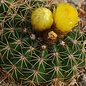 Parodia buenekeri