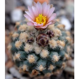 Pediocactus knowltonii      CITES, not outside EU