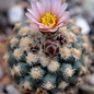 Pediocactus knowltonii      CITES, not outside EU (dw)