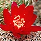 Sulcorebutia santiaginiensis  HS 115a Cochabamba, Campero, Bolivien, 2800 m