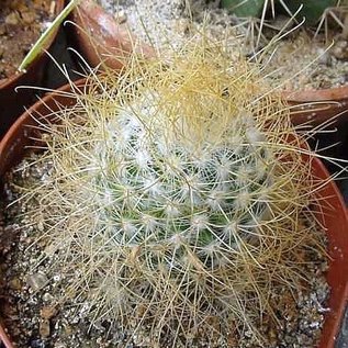 Mammillaria leptacantha cv. Aureiflora