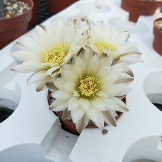 Gymnocalycium taningaense  P 212 Taninga, Ost-Cordoba