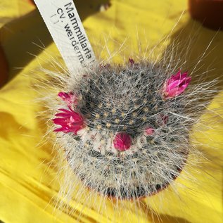 Mammillaria hahniana cv. werdermanniana