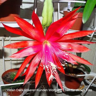 Epiphyllum-Hybr. Spruga