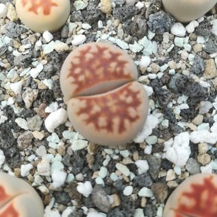 Lithops karasmontana  ssp. karasmontana v. mickbergensis