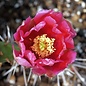 Opuntia phaeacantha cv. Kaiserstuhl      (dw)