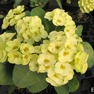 Euphorbia milii Grandiflora-Thai-Hybr. Ek Villain