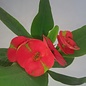 Euphorbia milii Grandiflora-Thai-Hybr. Maha Sakthi