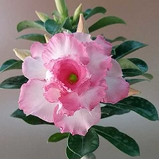 Adenium obesum Good Luck   gepfr.