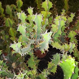 Euphorbia x pseudocactus