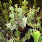 Euphorbia x pseudocactus