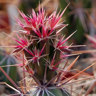 Corynopuntia invicta