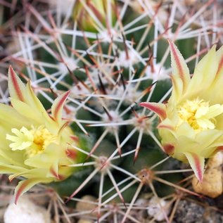 Mammillaria pacifica