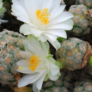 Mammillaria theresae cv. albiflora  Coneto Pass, Durango, Mexico