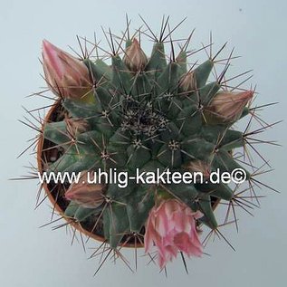 Mammillaria parrasensis   Dr. Arroyo