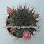 Mammillaria parrasensis   Dr. Arroyo