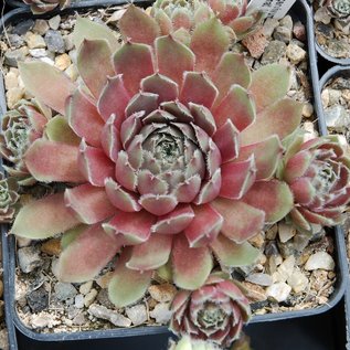 Sempervivum Granat       (dw)