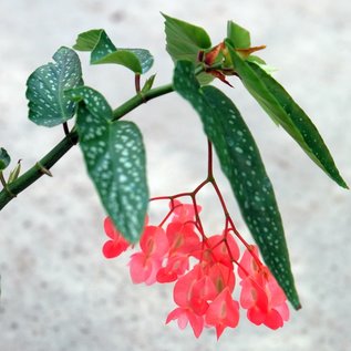 Begonia albopicta