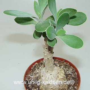 Senecio fulgens