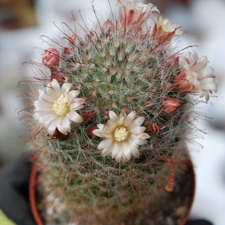 Mammillaria felipensis