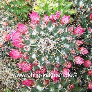 Mammillaria atavageaensis n.i.