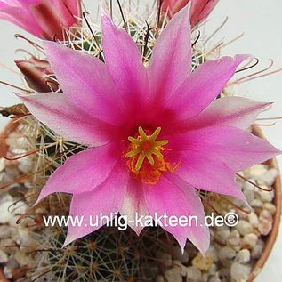 Mammillaria gueldemanniana