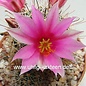 Mammillaria gueldemanniana