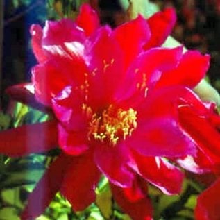 Epiphyllum-Hybr. Red Robin