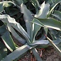 Agave gypsophila XL