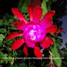 Epiphyllum-Hybr. Blacklight