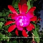 Epiphyllum-Hybr. Blacklight