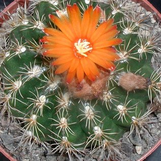 Parodia mairanana