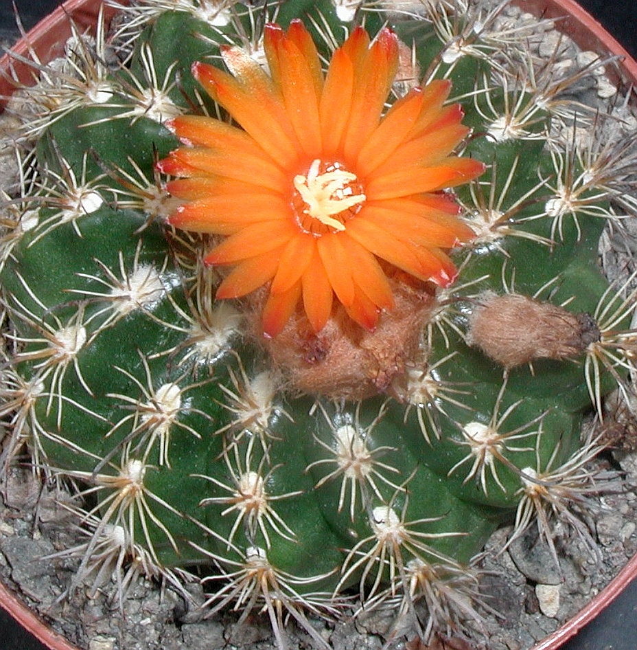 Parodia mairanana Uhlig Kakteen Über 5000 verschiedene Arten