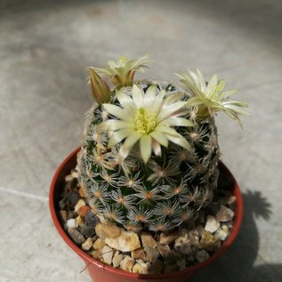 Mammillaria duwei