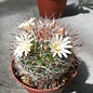 Mammillaria felipensis