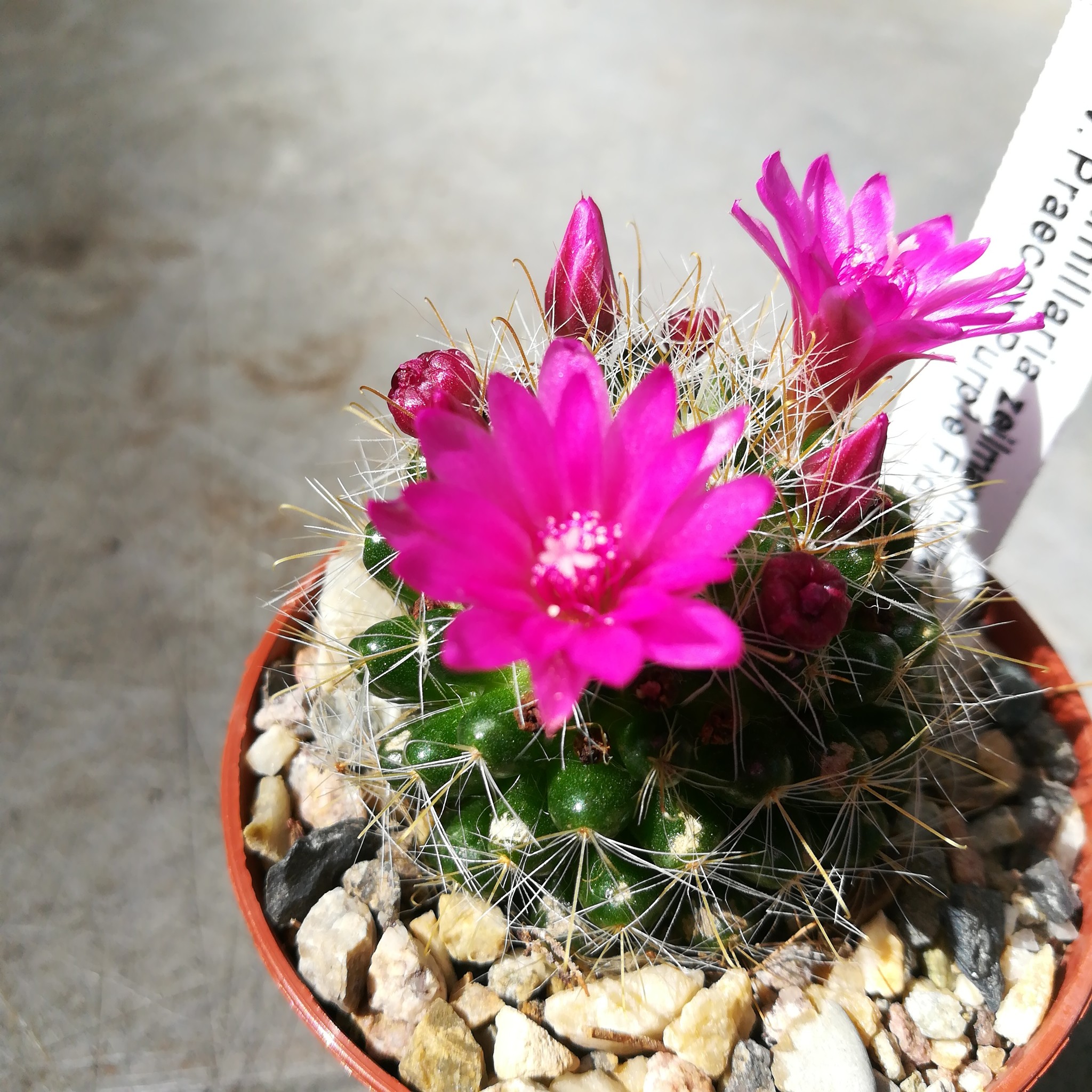 Mammillaria zeilmanniana cv. Praecox Purple Flower Uhlig Kakteen