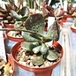 Adromischus marianiae cv. Blosianus